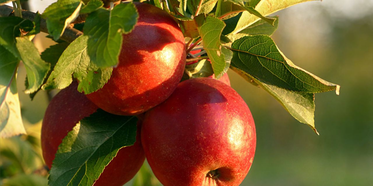 Canan Karatay’dan şok eden tavsiye, nedeni çok şaşırtacak: Kurtlu elma tüketin