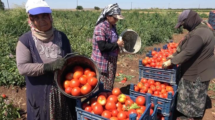 Gaziantep’te domates hasadı başladı