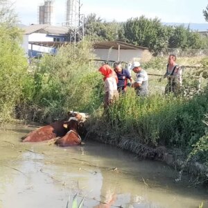 erbaada inekler goletten kurtarildi qvvjn6Re