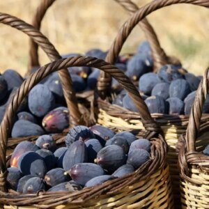 yeni kuru incir cesidi gelistirildi siyah orak hasadi suruyor efVvUTcf