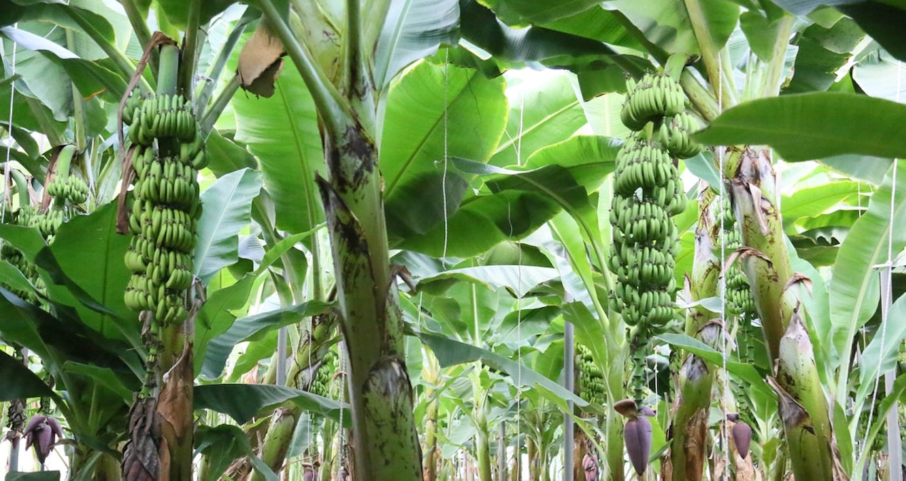 12 ay hasat edilebiliyor antalyada uretim 4 katina cikti dolarla satiliyor kIIaR147