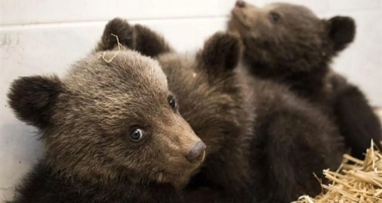 bursada ayi alarmi sitenin bahcesine girdi Jcvrc64I