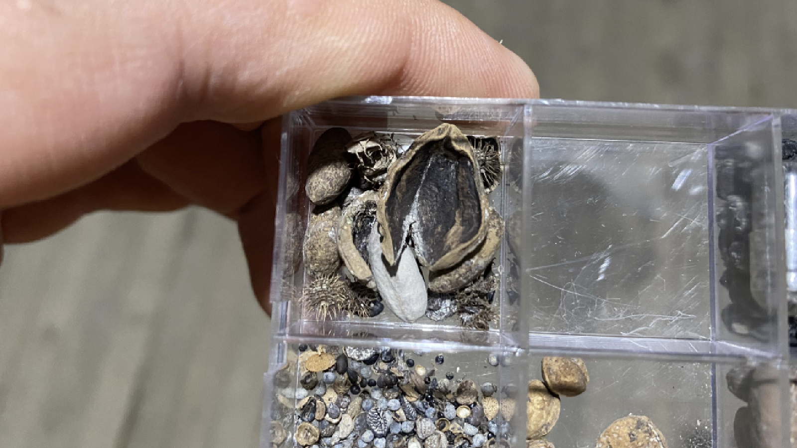 hititlerin kutsal kenti nerikte 3 bin 500 yillik findik fosili bulundu pfm88DNq