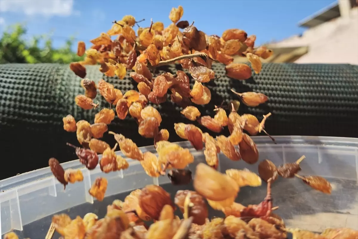 kuru uzum ihracatinda rekor gelir pMeBnj8u