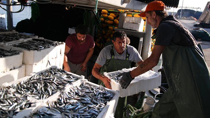 egede sardalya bereketi bu sene bolluk yasaniyor zxe2v9fG.jpg