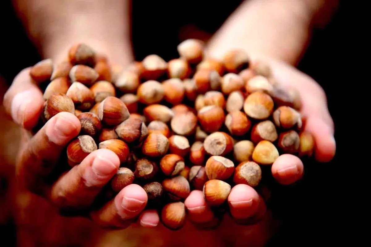 findik piyasasi hareketleniyor abaxO4OK