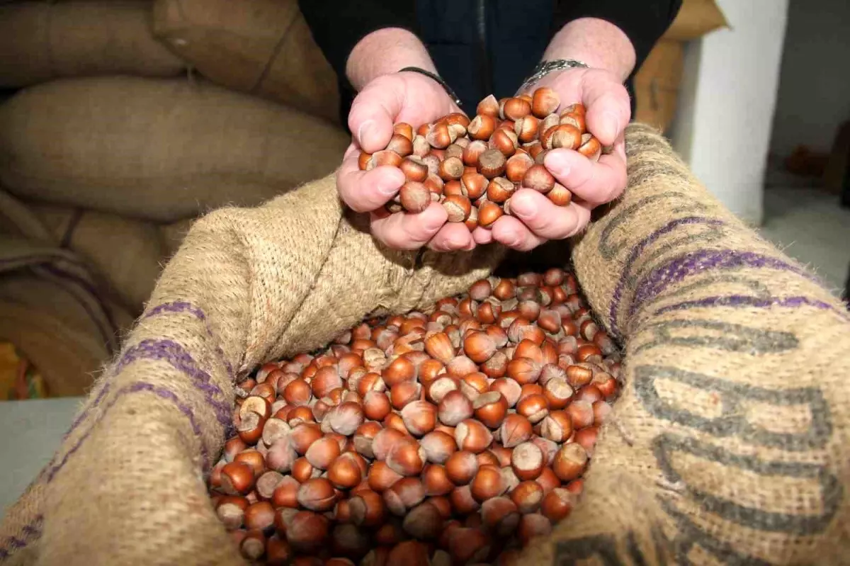 giresunda findik fiyatlari haftayi 315 liradan kapadi 6sQgEEXO