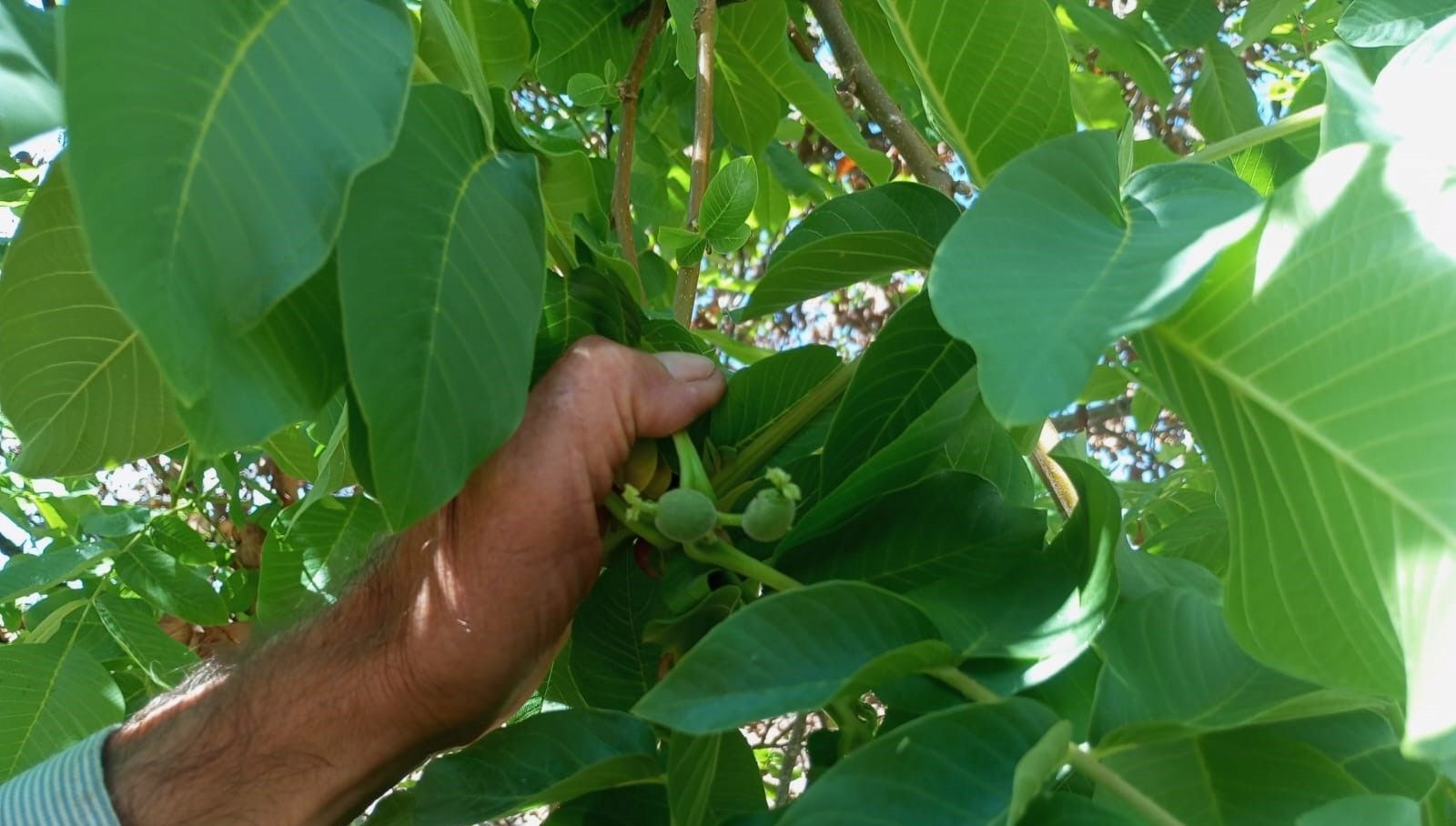 malatyada mevsim disinda meyve veren ceviz agaclari sasirtti 3cKWQ3Pn