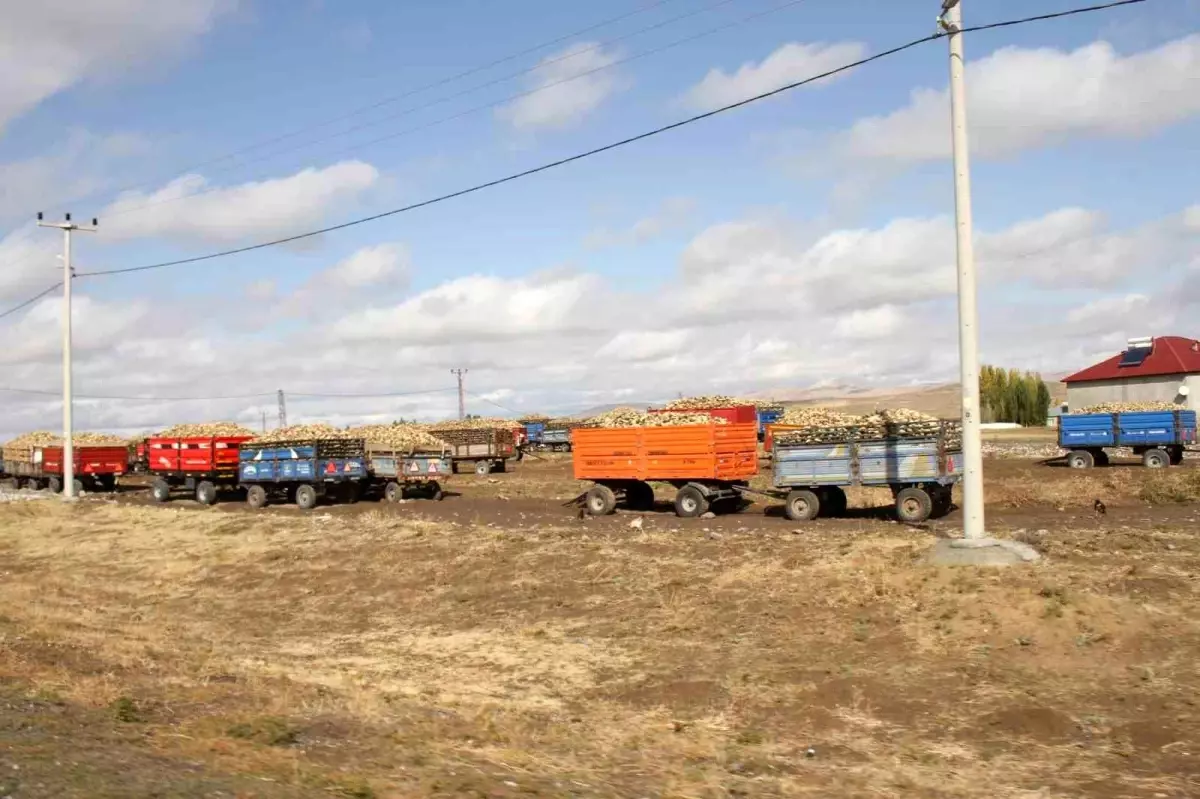 musta seker pancari alim sezonu devam ediyor JqrKlezB.jpg