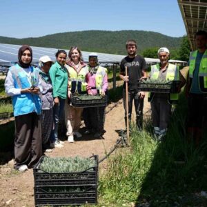 Samsun’da Yenilikçi Agrivoltaik Tarım Projesi ile Enerji ve Tarımın Birleşimi